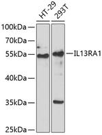 IL13RA1 Polyclonal Antibody