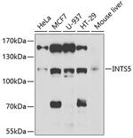 INTS5 Antibody in Western Blot (WB)