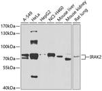IRAK2 Antibody in Western Blot (WB)