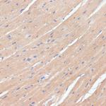 NHLRC1 Antibody in Immunohistochemistry (Paraffin) (IHC (P))