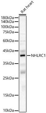 NHLRC1 Antibody in Western Blot (WB)