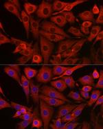 PIK3CG Polyclonal Antibody