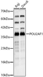 BOB-1 Polyclonal Antibody