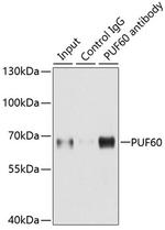 PUF60 Antibody in Immunoprecipitation (IP)