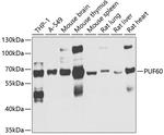 PUF60 Polyclonal Antibody