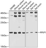RPLP1 Antibody in Western Blot (WB)
