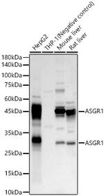 ASGR1 Antibody in Western Blot (WB)