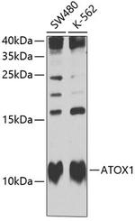 ATOX1 Polyclonal Antibody