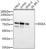 DGKA Antibody in Western Blot (WB)