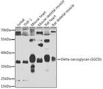 SGCD Antibody in Western Blot (WB)
