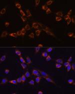 MST2 Polyclonal Antibody