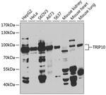 TRIP10 Antibody in Western Blot (WB)