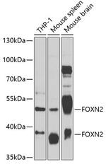 FOXN2 Polyclonal Antibody