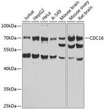 APC6 Antibody in Western Blot (WB)
