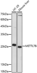 METTL7B Antibody in Western Blot (WB)