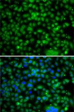 PHYHD1 Antibody in Immunocytochemistry (ICC/IF)