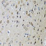 PTPRE Antibody in Immunohistochemistry (Paraffin) (IHC (P))