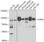 PTPRE Antibody in Western Blot (WB)