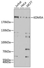 KDM5A Polyclonal Antibody
