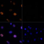 H3K56ac Antibody in Immunocytochemistry (ICC/IF)