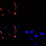 H3K56ac Polyclonal Antibody