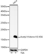 H3K56ac Antibody in Western Blot (WB)