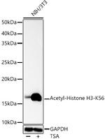 H3K56ac Antibody in Western Blot (WB)