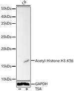 H3K56ac Antibody in Western Blot (WB)