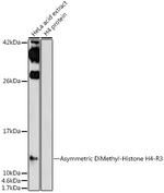 H4R3me2a Polyclonal Antibody