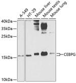 C/EBP gamma Antibody in Western Blot (WB)