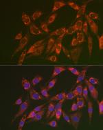 CHMP4B Polyclonal Antibody