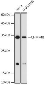 CHMP4B Antibody in Western Blot (WB)