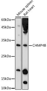 CHMP4B Antibody in Western Blot (WB)