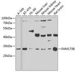 FAM173B Antibody in Western Blot (WB)