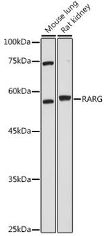 RAR gamma-1,2 Polyclonal Antibody