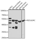 PIST Polyclonal Antibody