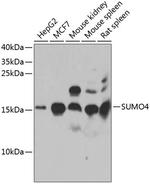 SUMO4 Antibody in Western Blot (WB)