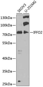 IFFO2 Polyclonal Antibody
