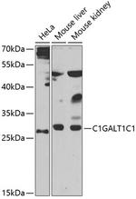 C1GALT1C1 Polyclonal Antibody