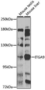ITGA9 Polyclonal Antibody