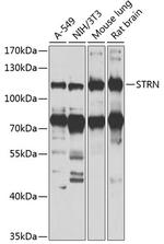 STRN Antibody in Western Blot (WB)