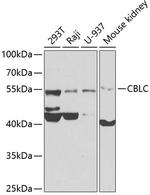 CBLC Polyclonal Antibody