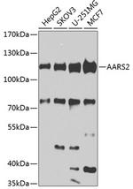 AARS2 Polyclonal Antibody