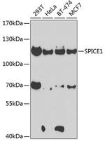 SPICE1 Polyclonal Antibody