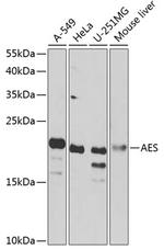AES Polyclonal Antibody