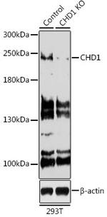 CHD1 Antibody in Western Blot (WB)