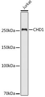 CHD1 Antibody in Western Blot (WB)