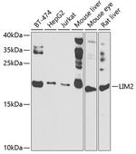 LIM2 Polyclonal Antibody