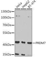 PRDM7 Antibody in Western Blot (WB)