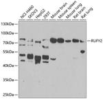 RUFY2 Antibody in Western Blot (WB)